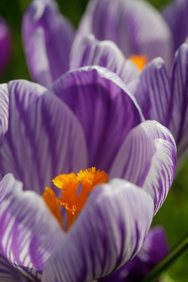 crocus 'Pickwick'