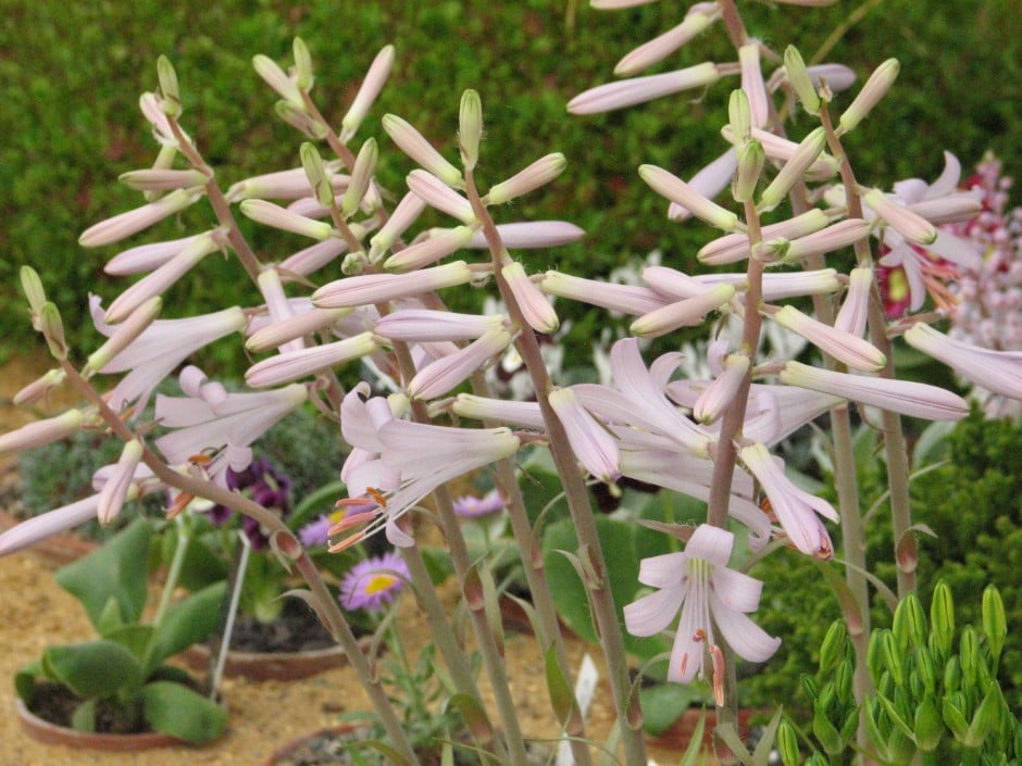 Thomson's lily