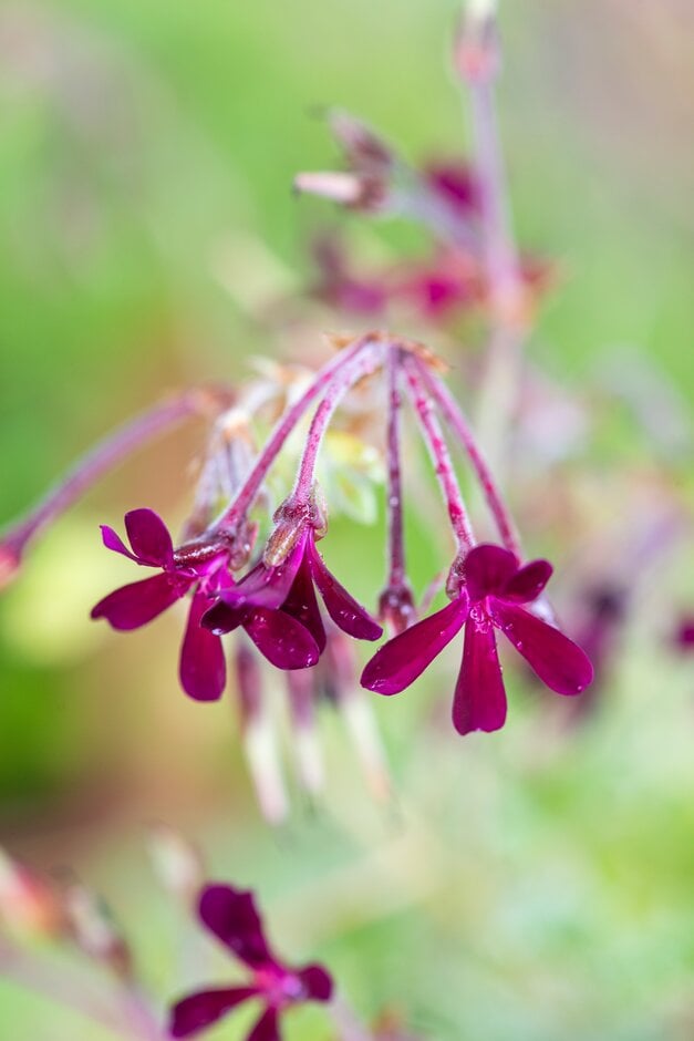 African geranium