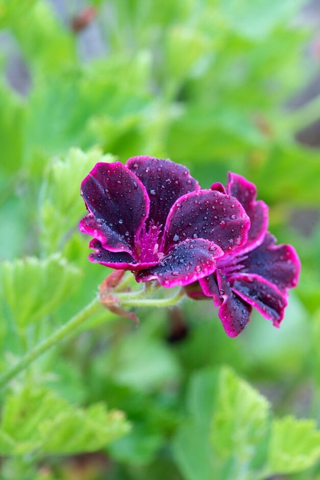 geranium 'Lord Bute'