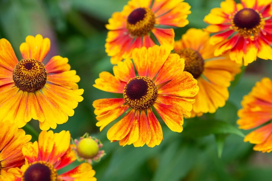 sneezeweed 'Sahin's Early Flowerer'