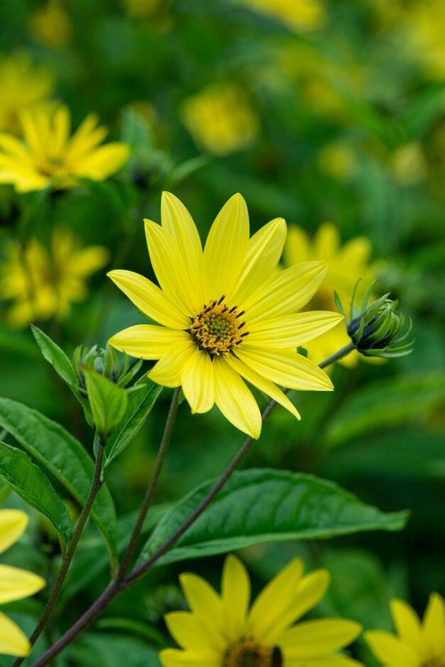 sunflower 'Lemon Queen'