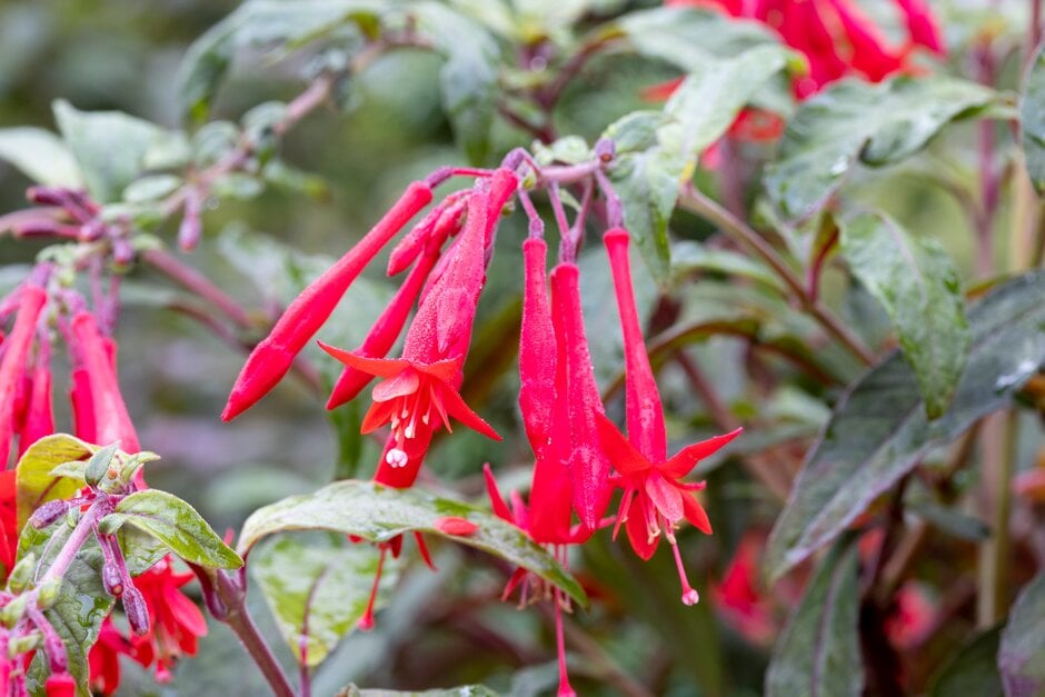 fuchsia 'Mary'