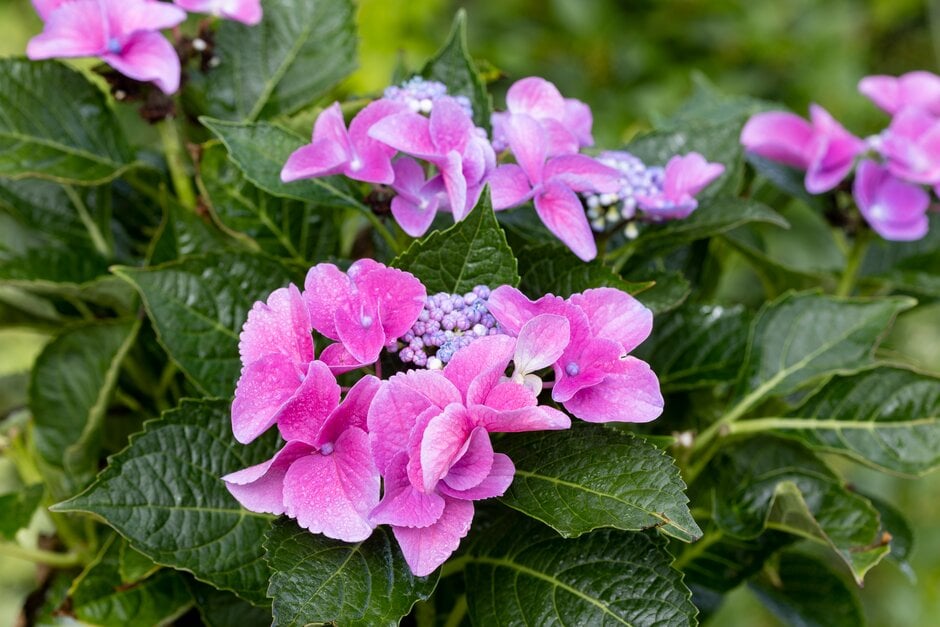 hydrangea 'Blaumeise'