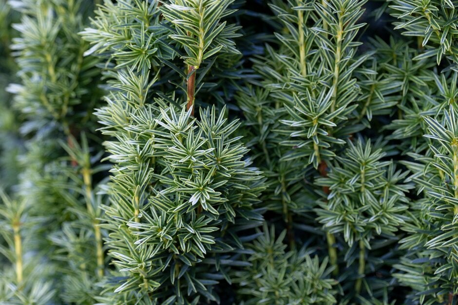 yew 'Icicle'