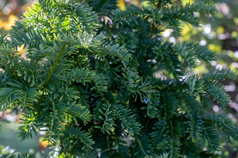 yew 'Semperaurea'