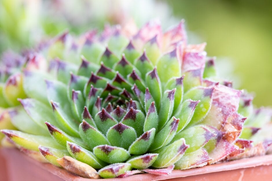 houseleek 'Reinhard'