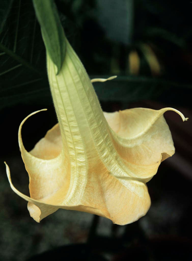 angel's trumpet 'Grand Marnier'