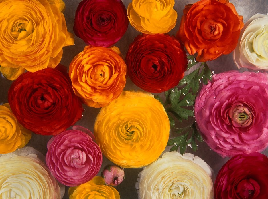 Persian buttercup