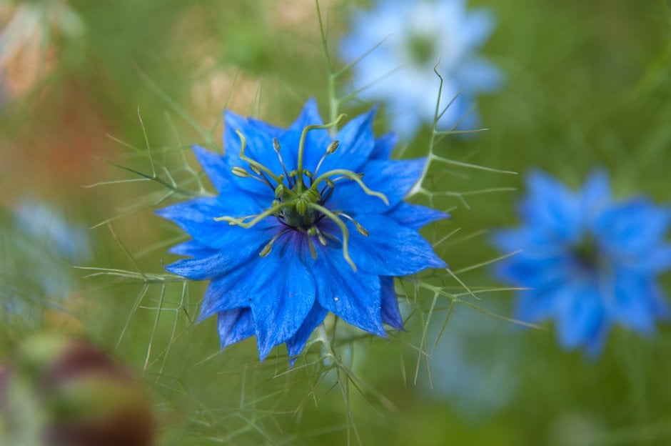 love-in-a-mist Persian Jewels Group