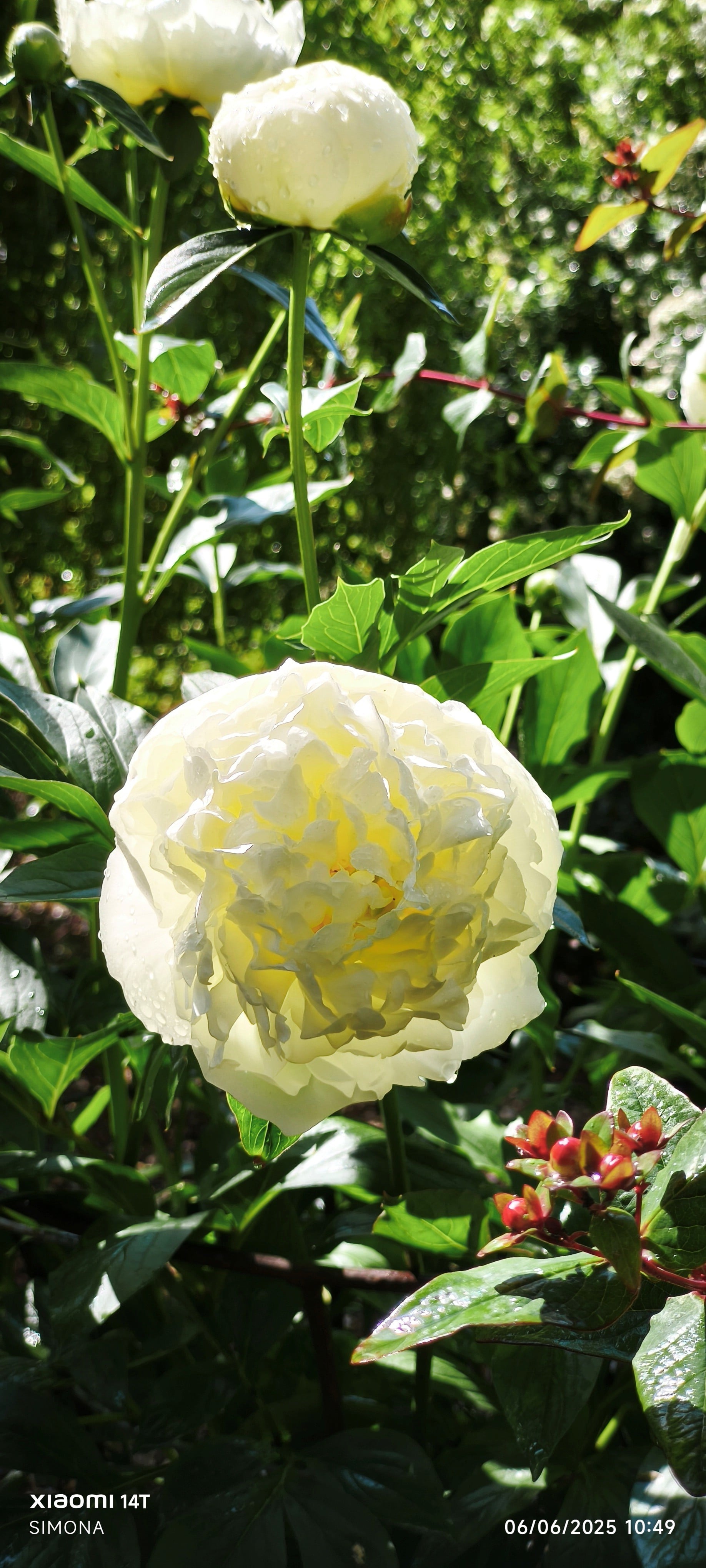peony 'Duchesse de Nemours'