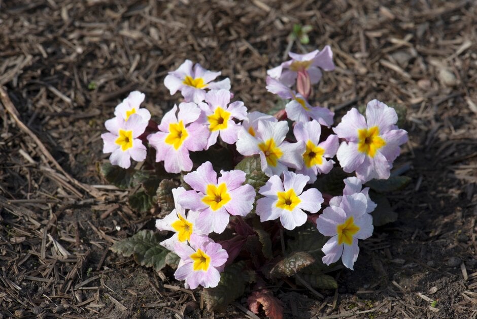 polyanthus 'Guinevere'