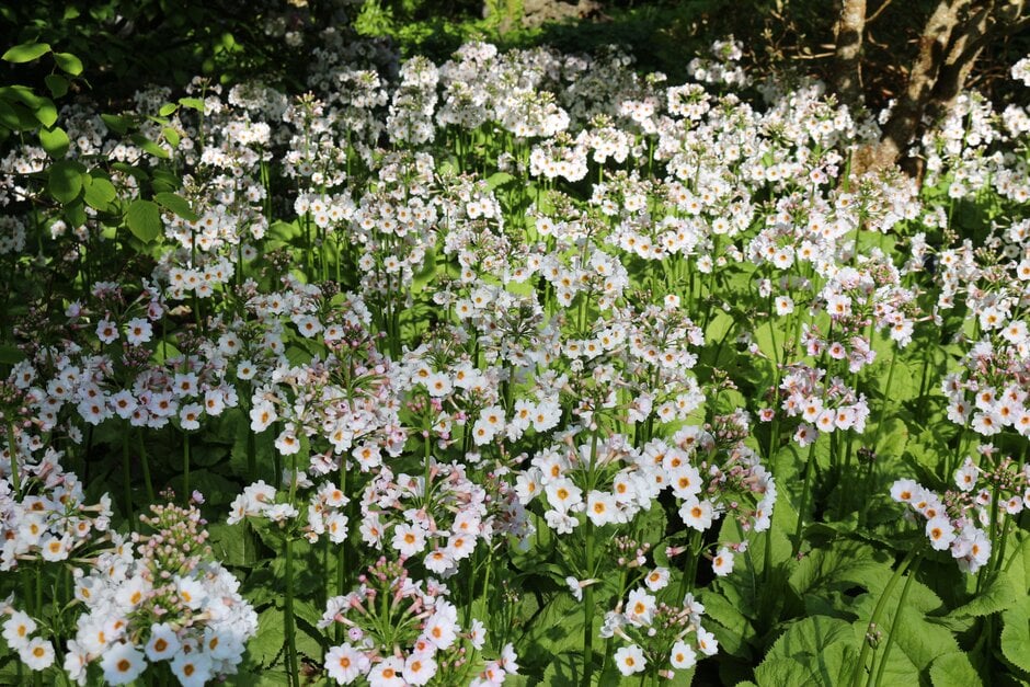 Japanese primrose 'Postford White'