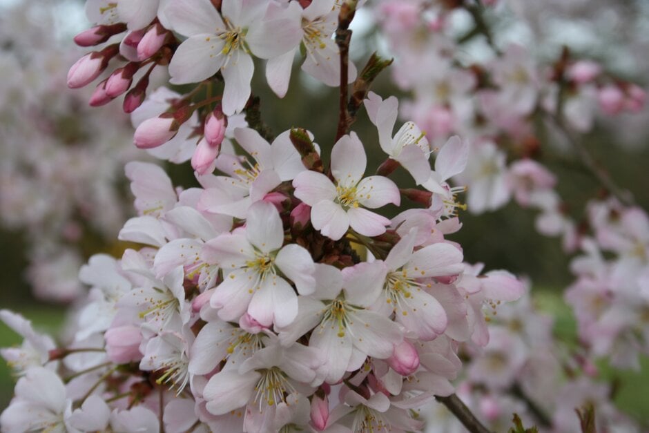 cherry 'Pandora'