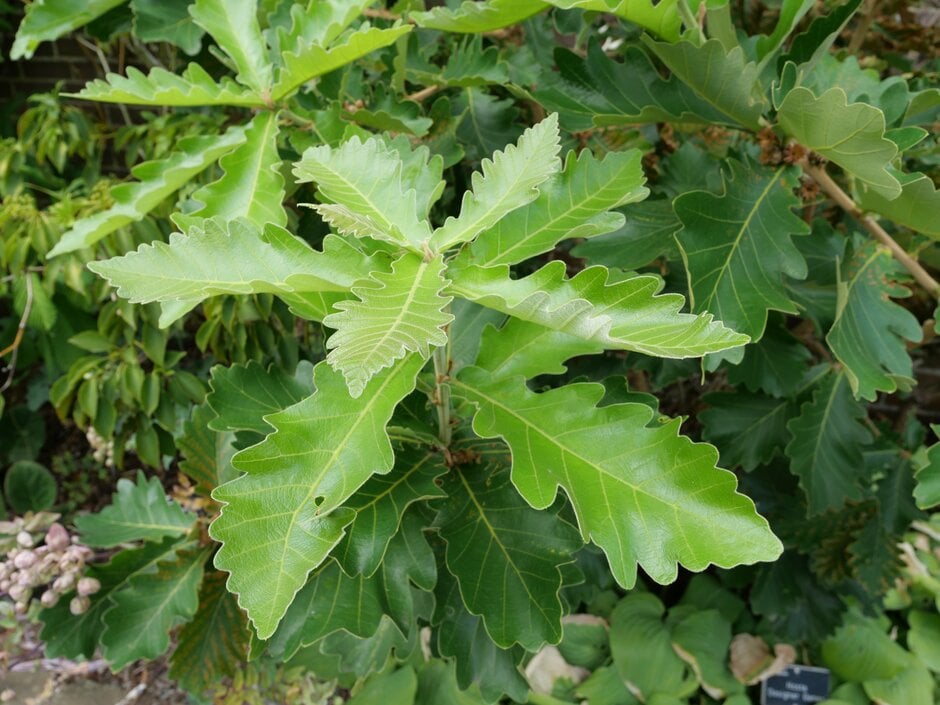 Daimyo oak 'Carl Ferris Miller'