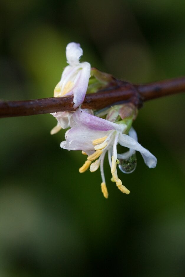 lance-flowered Standish's honeysuckle 'Budapest'