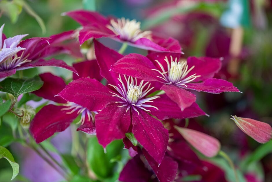 clematis 'Niobe'