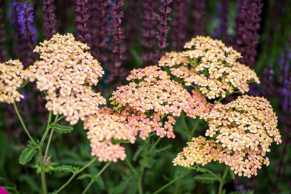 yarrow 'Lachsschönheit'