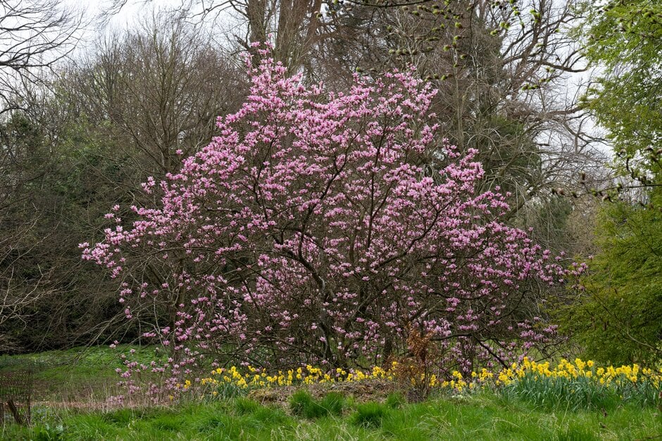 magnolia 'Heaven Scent'