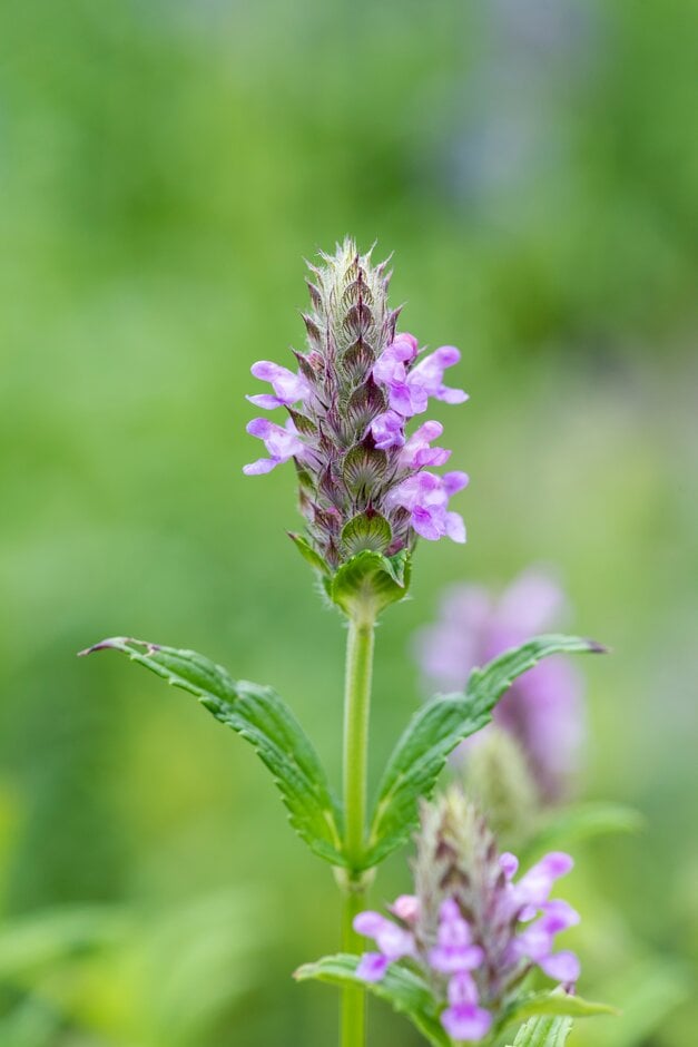 catmint 'Pink Cat'