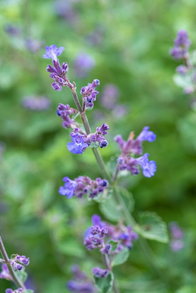 garden catmint 'Kit Cat'