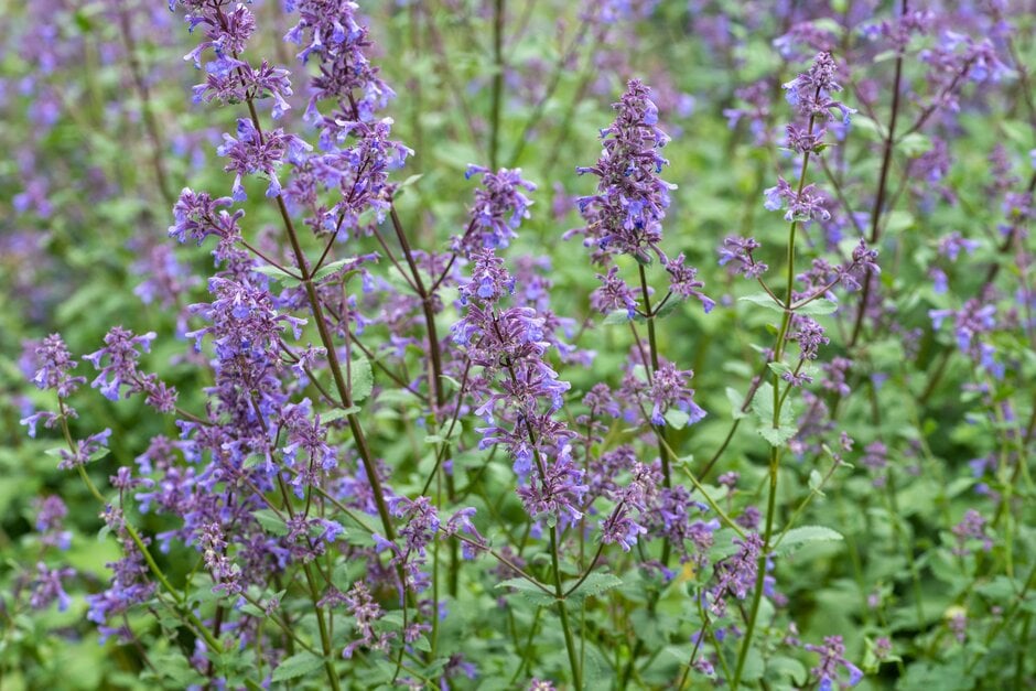 catmint 'Bramdean'