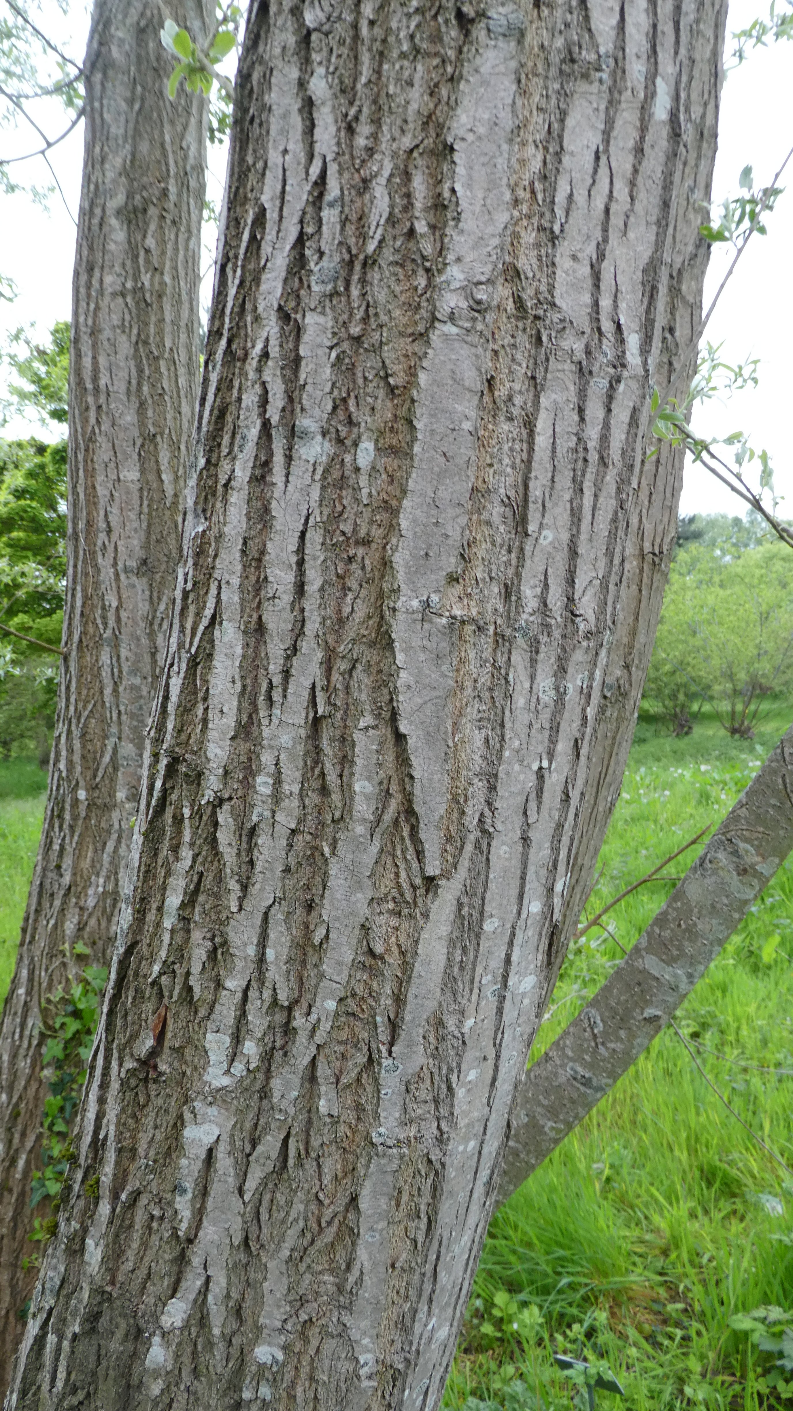 silver willow