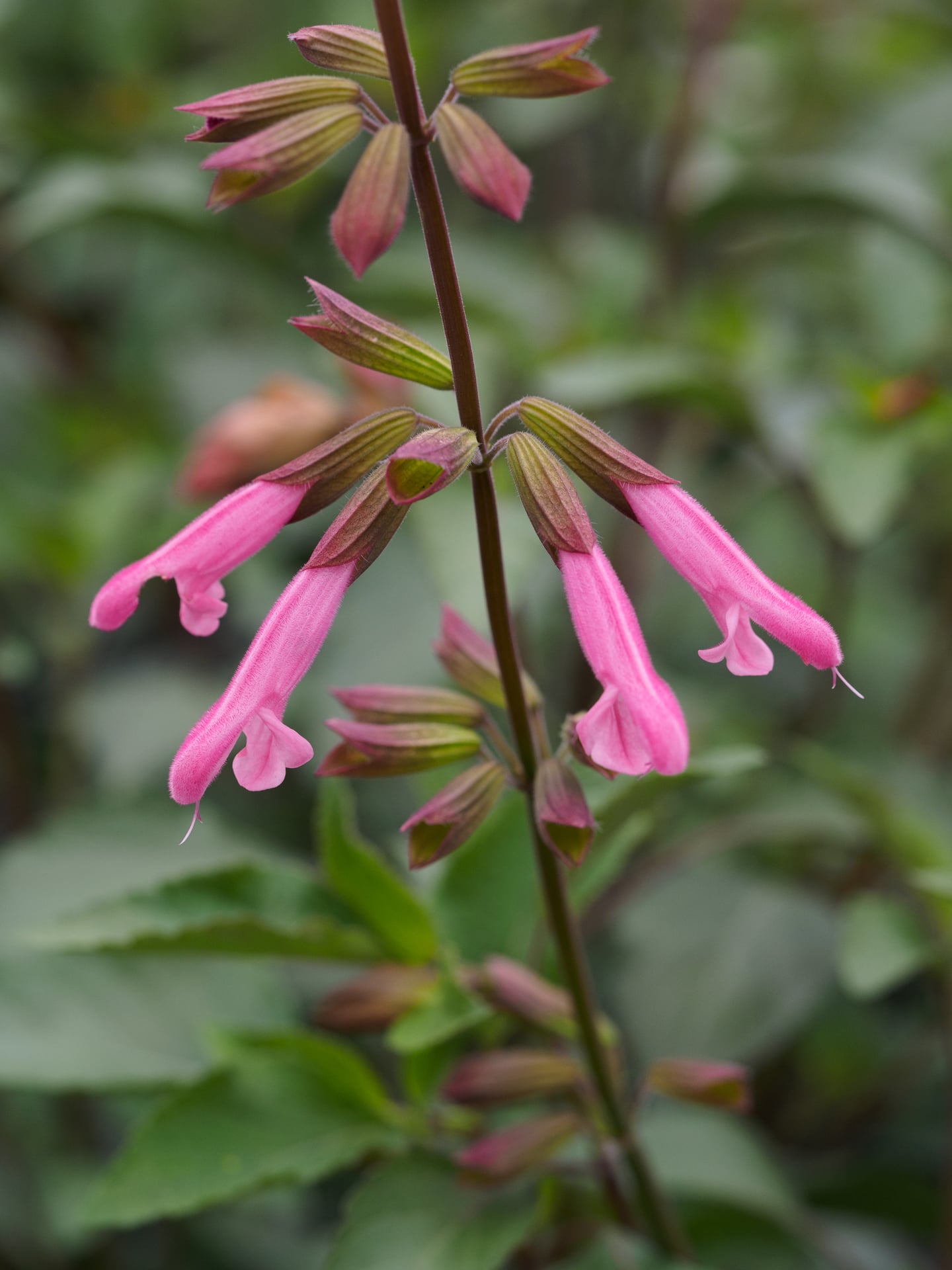 sage 'Kisses and Wishes'