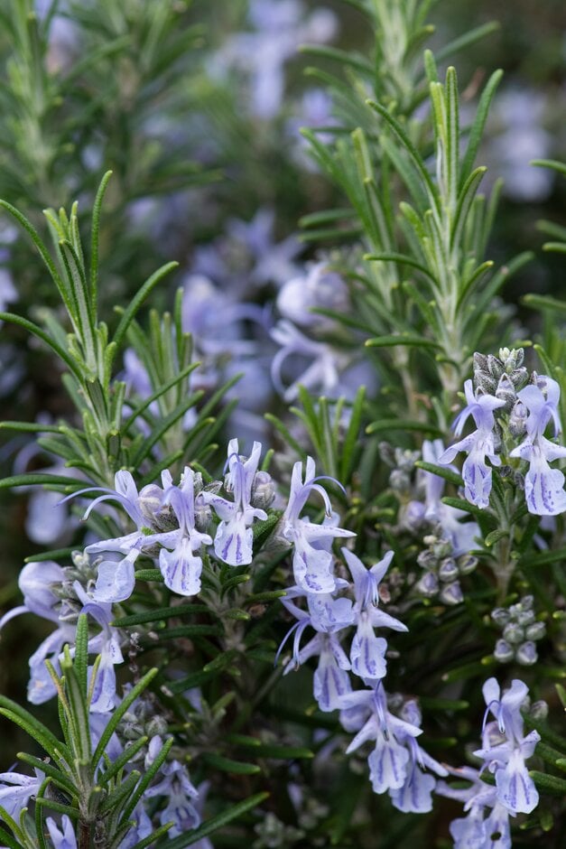 rosemary 'Miss Jessopp's Upright'