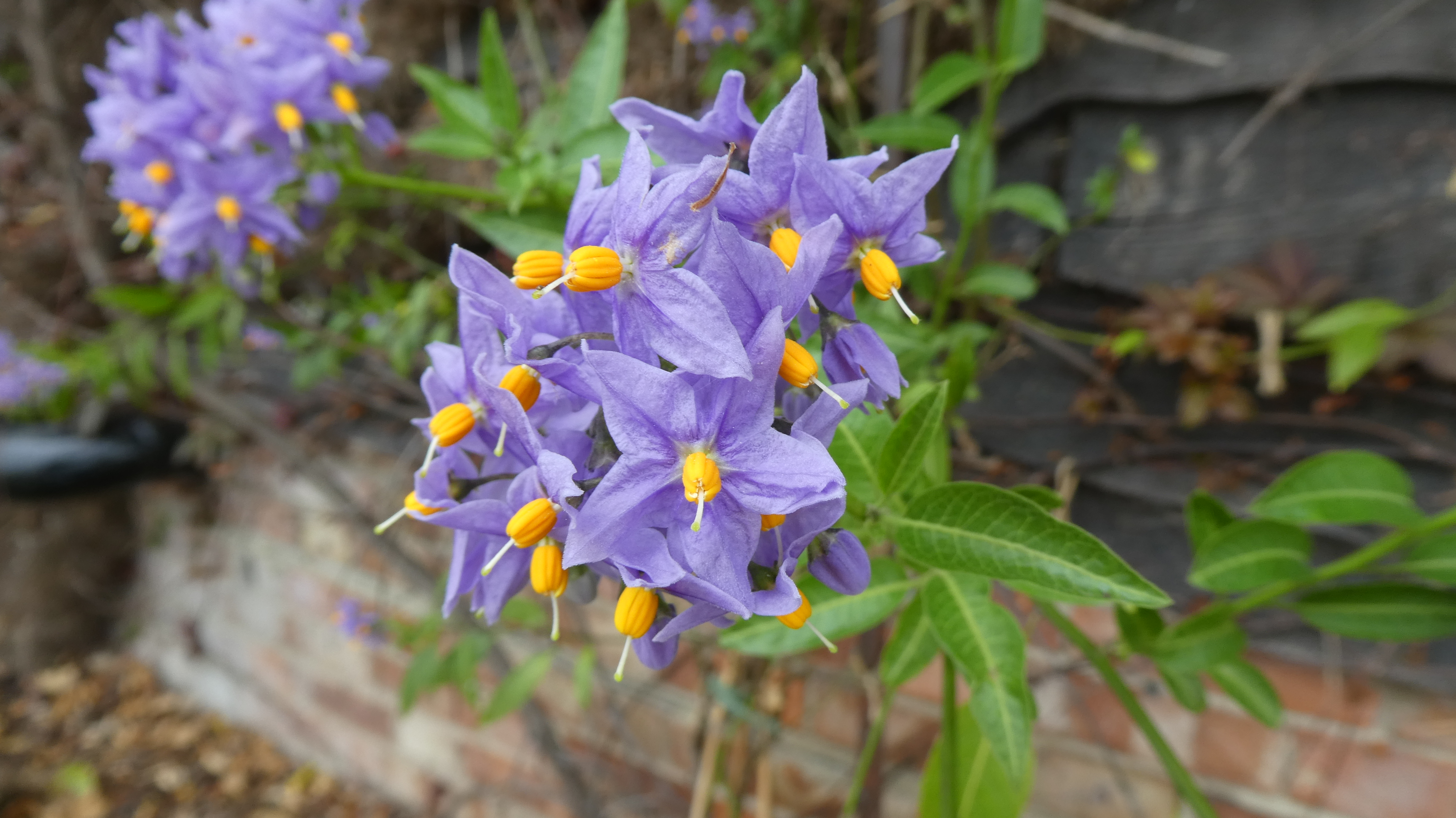 potato tree 'Glasnevin'