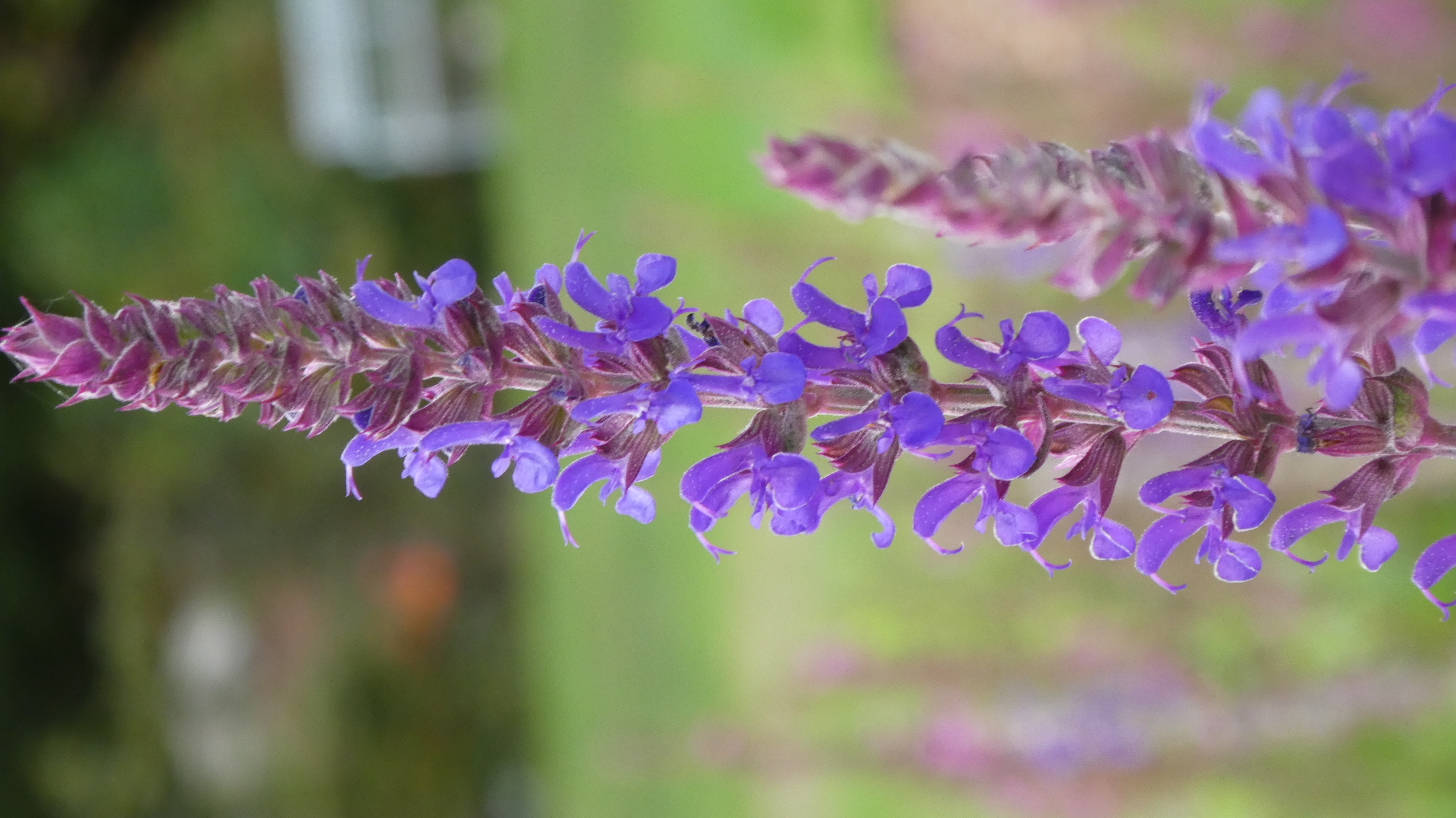 Balkan clary 'Ostfriesland'