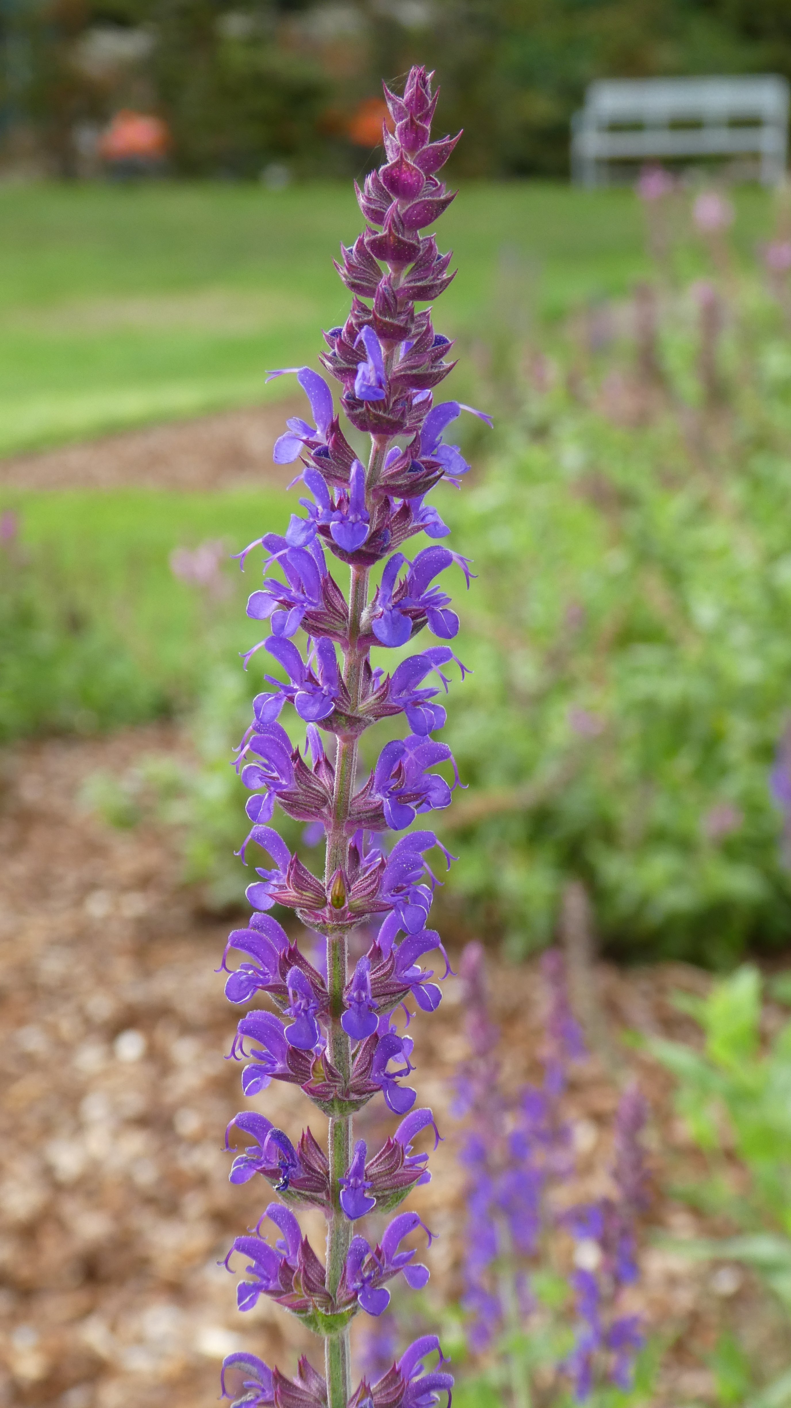 Balkan clary 'Lubecca'