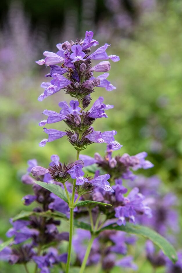 dark-flowered catmint
