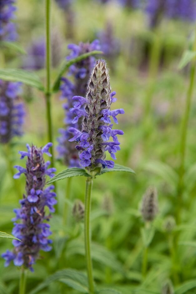 catmint 'Blue Moon'