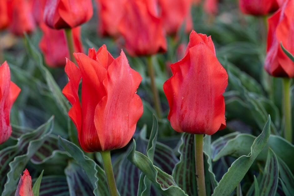 tulip 'Red Riding Hood'
