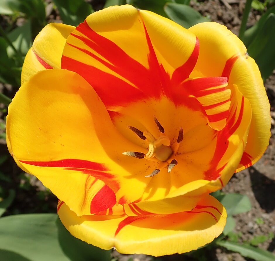 tulip 'Olympic Flame'