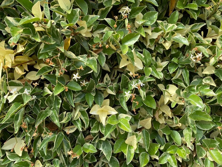 variegated star jasmine