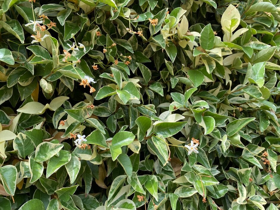 variegated star jasmine