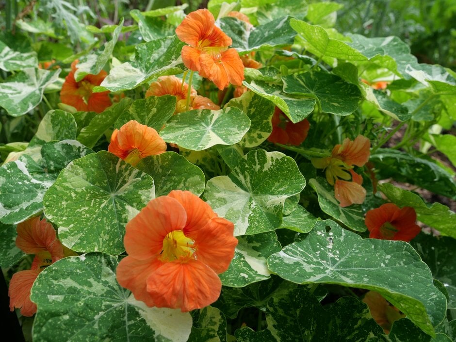 nasturtium 'Alaska Salmon Orange'