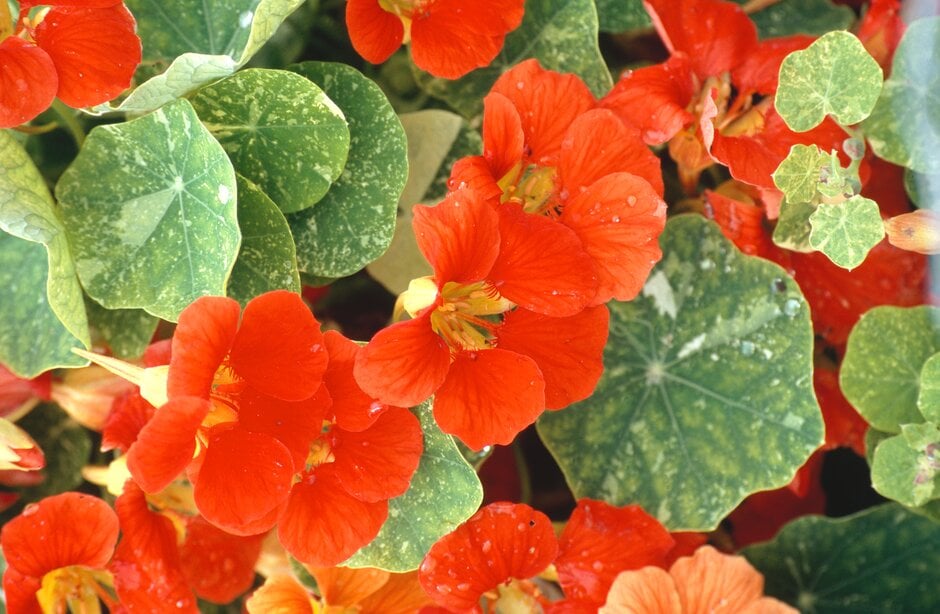 nasturtium 'Tip Top Scarlet'