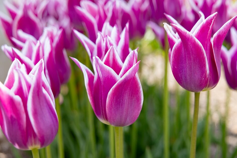 tulip 'Ballade'
