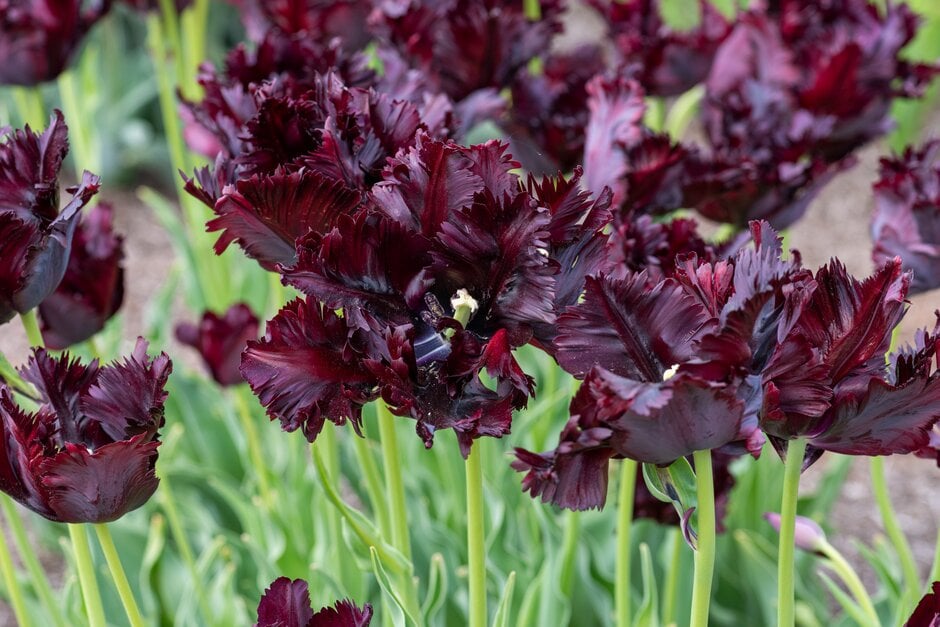 tulip 'Black Parrot'