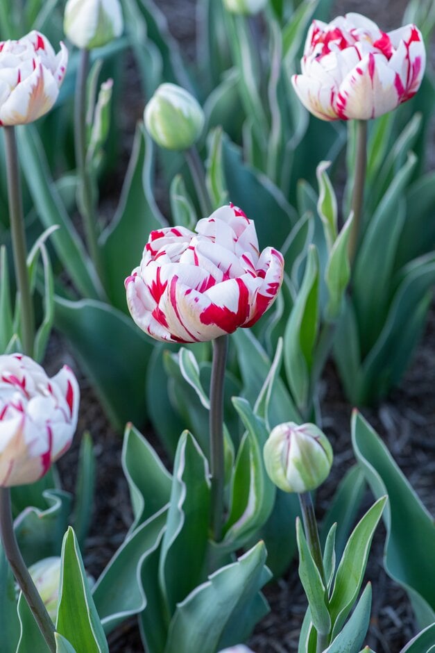 tulip 'Carnaval de Nice'