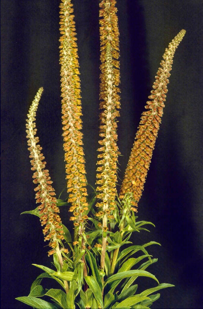small-flowered foxglove