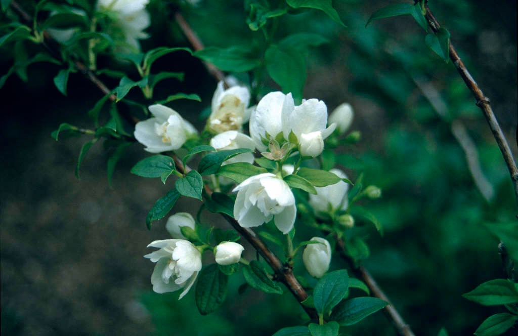 mock orange 'Manteau d'Hermine'