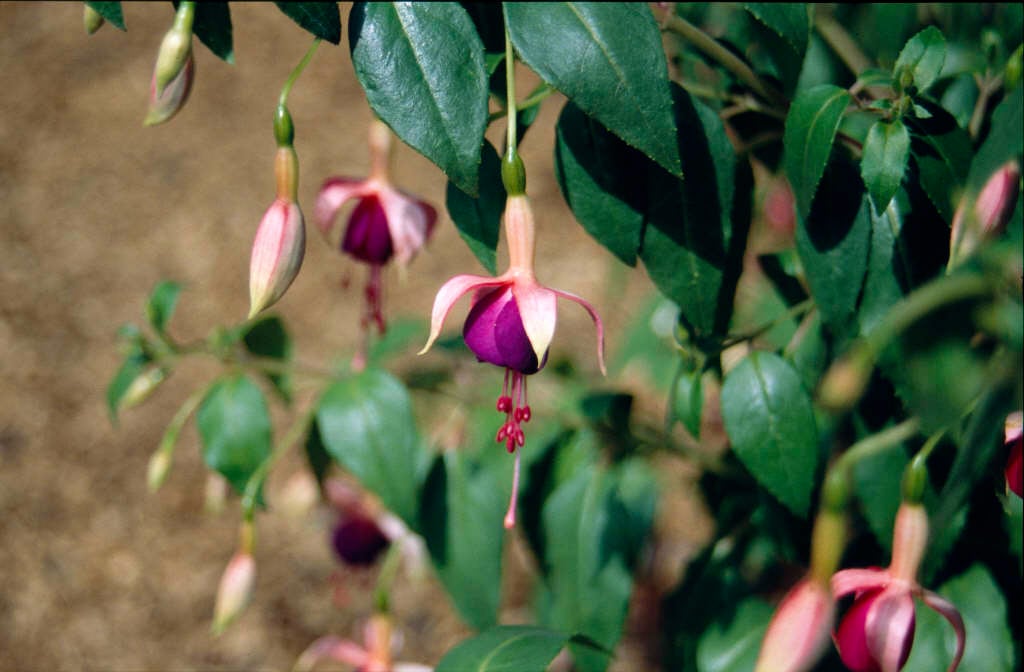 fuchsia 'Chillerton Beauty'