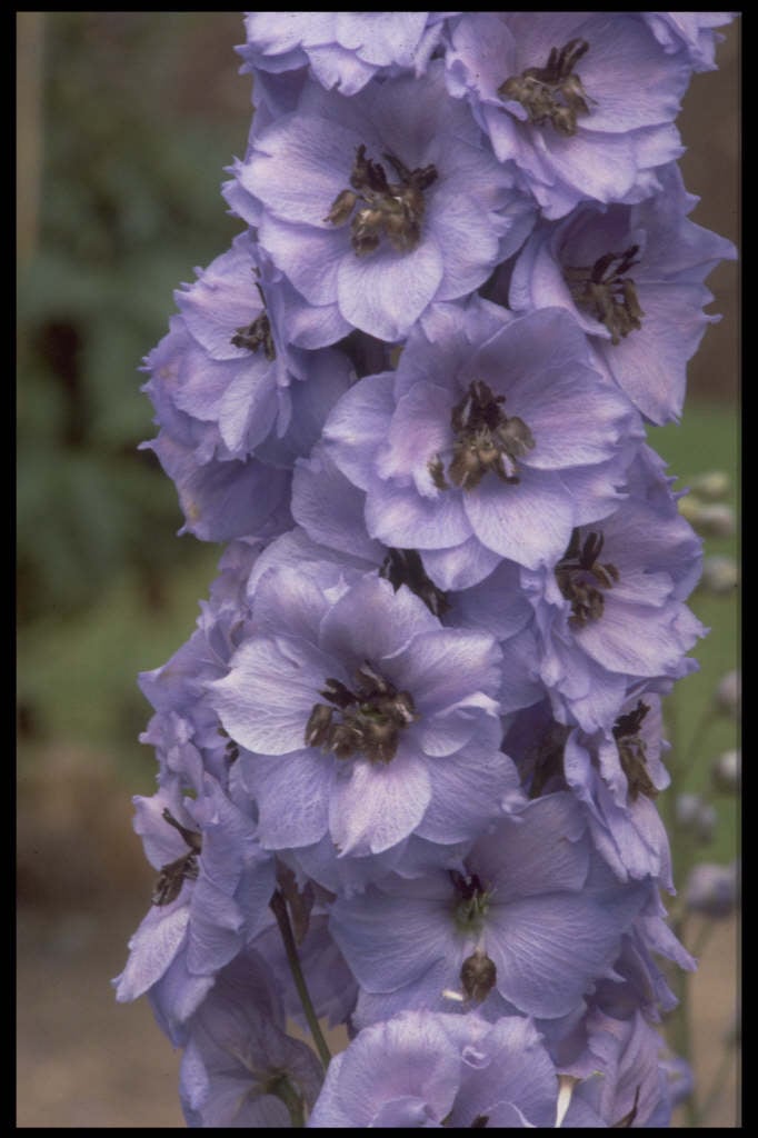 delphinium 'Blue Dawn'