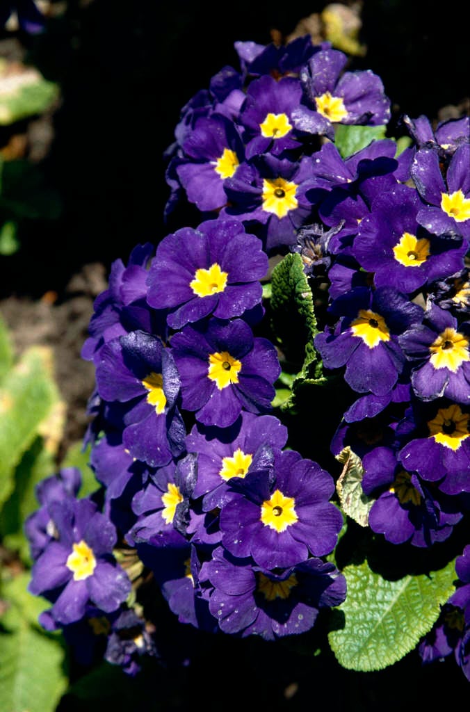 polyanthus 'Crescendo Blue Shades'
