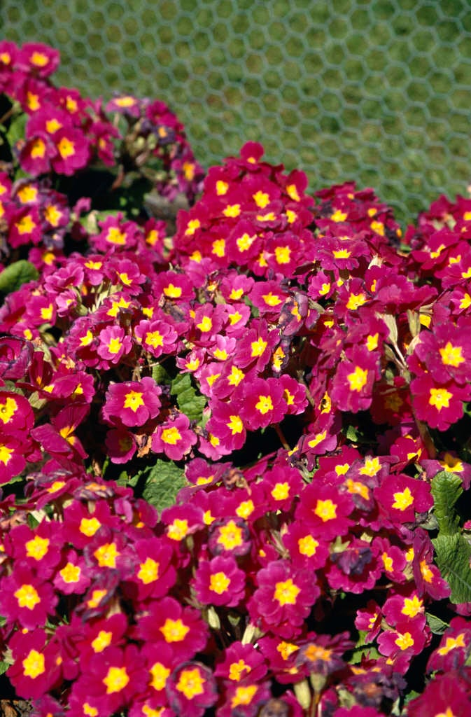 polyanthus 'Crescendo Pink and Rose Shades'