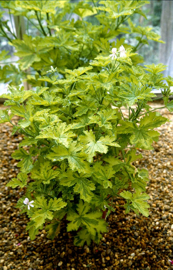 geranium 'Charity'